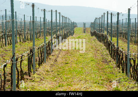 Paesaggio di vigneti in primavera dopo la potatura Foto Stock