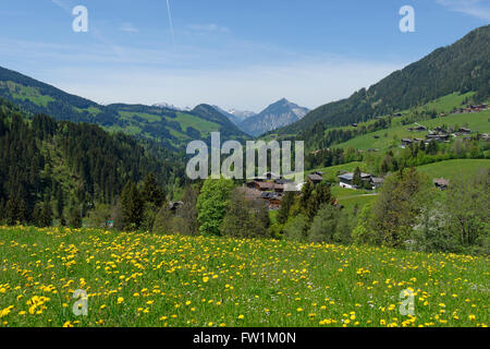 La molla prati vicino a Alpbach in Valle Alpbach, Tirolo, Austria Foto Stock