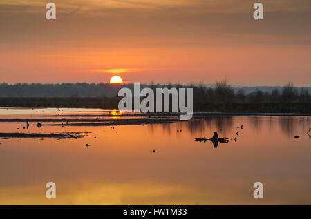 Brughiere, bog lago a sunrise, Neustadt am Rübenberge, Regione di Hannover, Bassa Sassonia, Germania Foto Stock