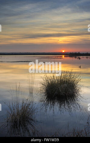 Brughiere, bog lago, Neustadt am Rübenberge, Regione di Hannover, Bassa Sassonia, Germania Foto Stock