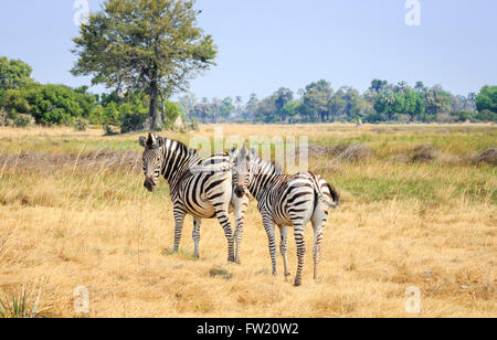 Pianure o Burchell's zebra (Equus burchellii, Equus quagga), Camp Sandibe, mediante la Moremi Game Reserve, Okavango Delta, Botswana Foto Stock