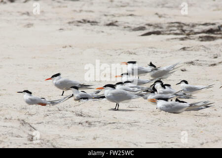 Royal sterne in un gruppo su una spiaggia Foto Stock