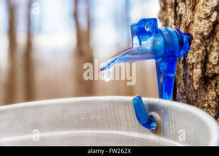 Maple sap a gocciolare nel secchio durante lo zucchero shack periodo in Québec, Canada. Foto Stock