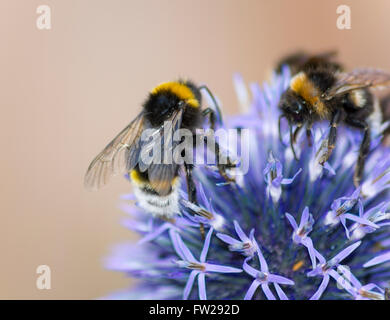 Api mellifere sulla testa di un alium fiore Foto Stock