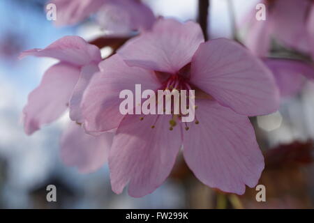 Una macro close-up di un fiore di ciliegio fiore, dalla fioritura ciliegio, Prunus 'Dream Catcher". Foto Stock