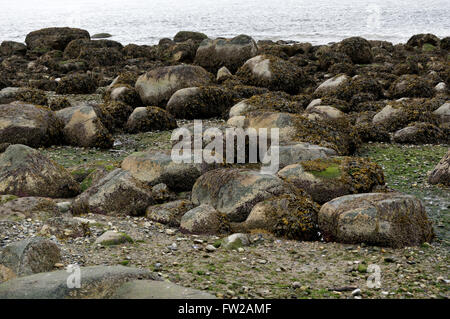 Massi rivestiti di alghe marine su una spiaggia rocciosa con la bassa marea, English Bay, Vancouver, BC, Canada Foto Stock