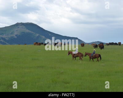 Cowboy americani a spostare le mucche attraverso colline verdi diretti verso le montagne giovani cowboy Foto Stock