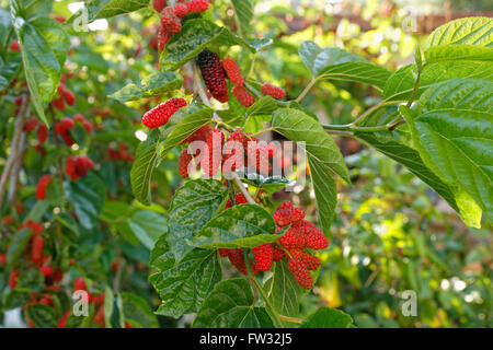 Bacche rosse su un ramo di un albero di gelso nero (Morus nigra), Turchia Foto Stock