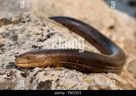 Full-cresciute Sheltopusik o unione legless lizard (Pseudopus apodus), Lycia, sud-ovest della Turchia Foto Stock