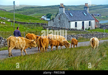 Highland Bovini (Bos taurus) o Kyloe, allevamento passeggiate attraverso la campagna scozzese con piccole aziende o crofts, Assynt, Scozia Foto Stock