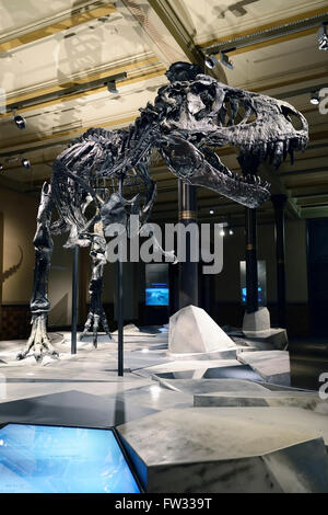 Il lontano meglio conservate di scheletro del Tyrannosaurus rex o T. rex, Tristan Otto, Naturkundemuseum, Museo di Storia Naturale di Berlino Foto Stock