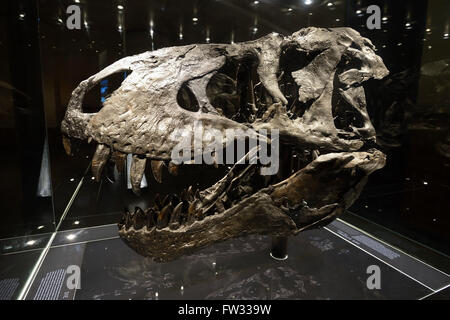 Cranio di fino ad ora meglio conservate di scheletro del Tyrannosaurus rex o T. rex, Tristan Otto, Naturkundemuseum Foto Stock