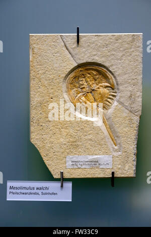 Campione di fossili di un granchio a ferro di cavallo (Mesolimulus walchi), Naturkundemuseum, Museo di Storia Naturale di Berlino, Germania Foto Stock