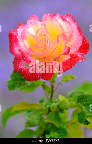 Hybrid rosa tea, doppia delizia, nuotare 1978, ruby ​​red e crema fiore bianco con gocce d'acqua, Renania settentrionale-Vestfalia Foto Stock