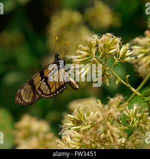 Nymphalidae (Nymphidae) farfalle tropicali, Melantho Tigerwing (Thyridia psidii), Iguazú National Park, Paraná, Brasile Foto Stock