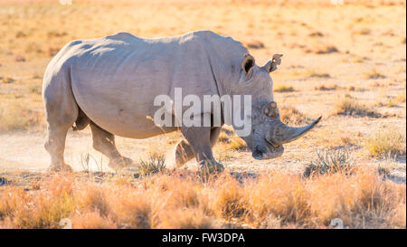 White Rhino o rinoceronte mentre su safari in Botswana, Africa Foto Stock