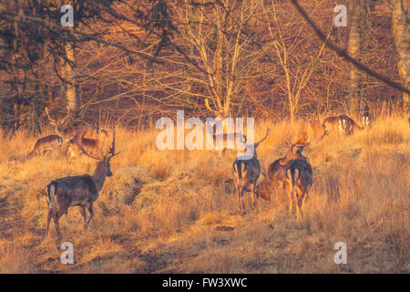 Cervi su un prato boschivo al mattino Foto Stock