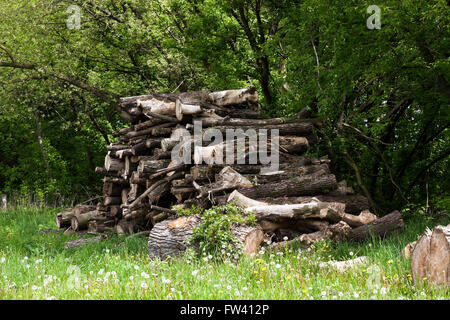 Legna da ardere in natura Foto Stock