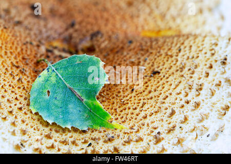 Blatt einer Birke ( Betula) liegt auf einem Pilz , Sparriger Schueppling ( Pholiota squarrosa) , Brandeburgo, Deutschland, Europa Foto Stock