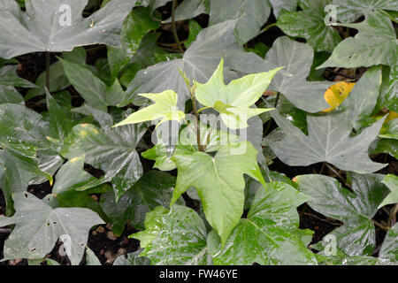 Pflanze der Suesskartoffel, batate, (Ipomoea batatas), Vorkommen Asien Foto Stock