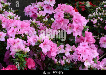 Verschiedene Zuchtformen eines Rhododrendron (Rhododendron strigillosum ) Deutschland Foto Stock