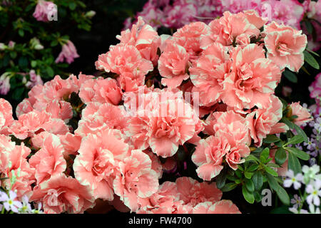 Verschiedene Zuchtformen eines Rhododrendron (Rhododendron strigillosum ) Deutschland Foto Stock