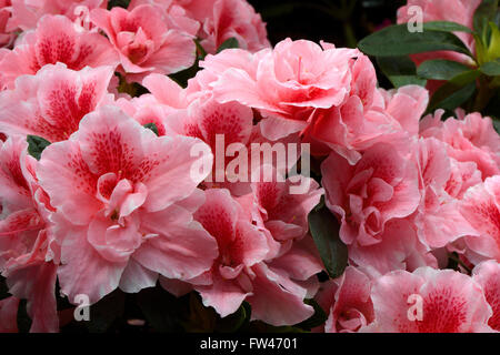 Verschiedene Zuchtformen eines Rhododrendron (Rhododendron strigillosum ) Deutschland Foto Stock