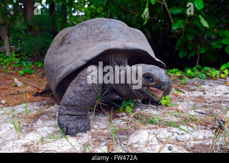 Aldabra-Riesenschildkroeten (Geochelone gigantea), endemisch, Insel Curieuse, Seychellen Foto Stock