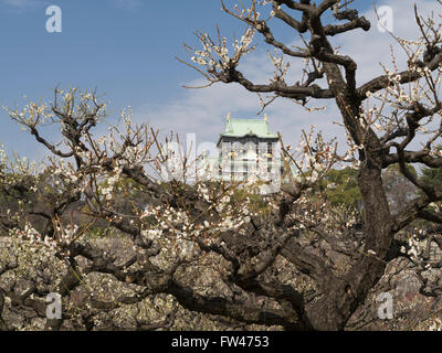 Prugna fiore al Castello di Osaka in primavera (marzo). Foto Stock