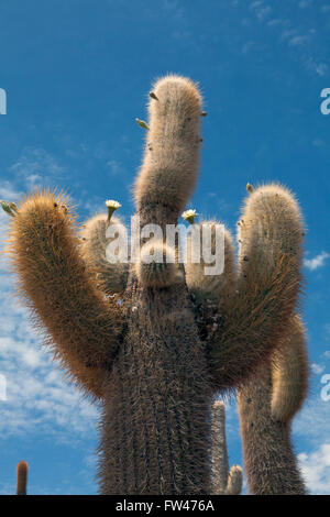 Cactus giganti che crescono su Isla del Pescado, Salar de Uyuni, Bolivia Foto Stock