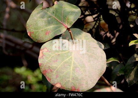 Coccoloba uvifera, Baygrape, Seagrape, piccolo albero delle regioni costiere spesso coltivati con foglie arrotondate, uva-come frutta Foto Stock