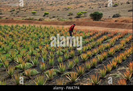 Aloe vera piante coltivazione commerciale, Tiscamanita, Fuerteventura, Isole Canarie, Spagna Foto Stock