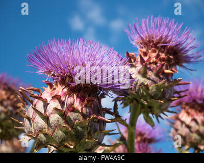 Cardo viola (Cynara cardunculus) a thistle come pianta. Foto Stock