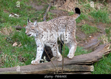 Un unico lince europea a piedi attraverso un registro caduti Foto Stock