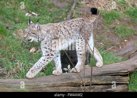 Un unico lince europea a piedi attraverso un registro caduti Foto Stock