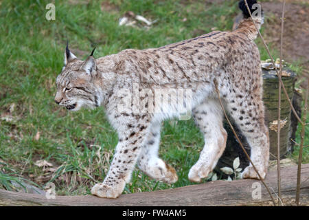 Un unico lince europea a piedi attraverso un registro caduti Foto Stock