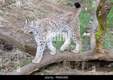 Un unico lince europea a piedi attraverso un registro caduti che mostra i denti Foto Stock