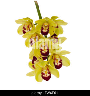 Giallo orchidea cymbidium isolati su sfondo bianco Foto Stock