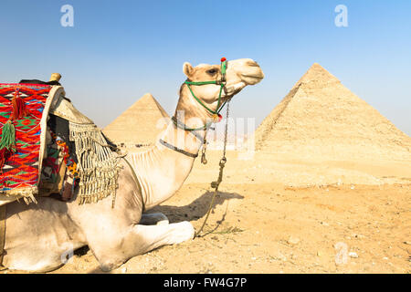 Il cammello a Giza pyramides, Cairo, Egitto. Foto Stock