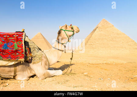 Il cammello a Giza pyramides, Cairo, Egitto. Foto Stock