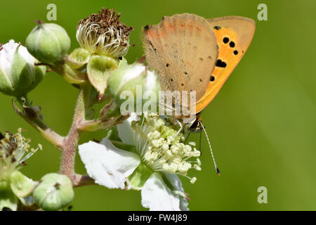 Piccola di rame (farfalla Lycaena phlaeas). Piccola farfalla della famiglia Lycaenidae nectaring su rovo, con parte inferiore visibile Foto Stock
