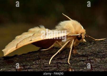 Festone falena quercia (Crocallis elinguaria) nel profilo. La tignola nella famiglia Geometridae, a riposo su legno visto di lato Foto Stock