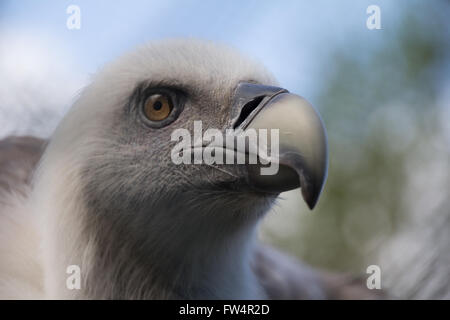 Colpo di Testa del giovane Grifone, Gyps fulvus Foto Stock