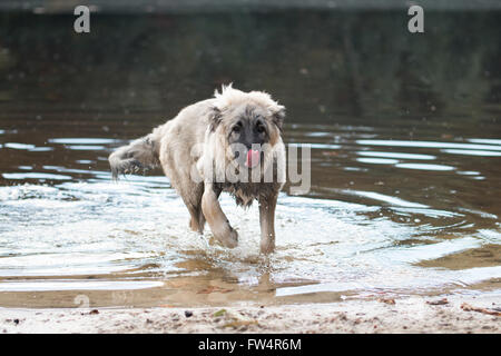 Giovani turche sheepdog giocando in acqua Foto Stock