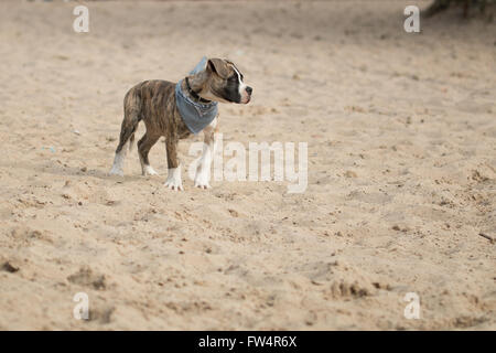 Cucciolo di cane boxer Foto Stock
