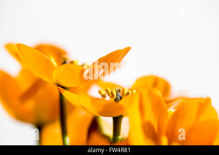 Ornithogalum dubium Houtt. Dubius Eliokarmos Asparagaceae giallo arancione primavera, bloom, asparagi-simili, primi fiori che sbocciano ne Foto Stock