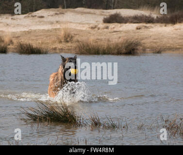 Cane in esecuzione in acqua con una sfera Foto Stock