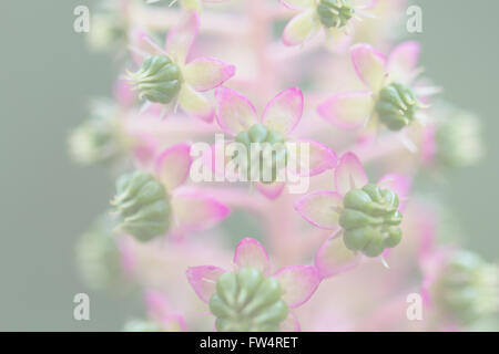 American Pokeweed, offuscata per lo sfondo o del modello Foto Stock