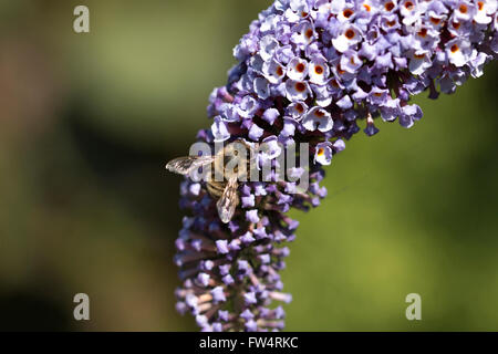 La fotografia macro di un ape su un viola butterfly bush Foto Stock