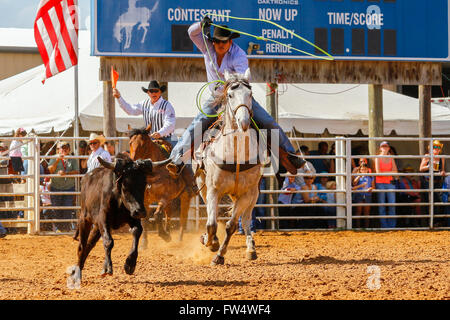 Cowboy a cavallo cercando di lazo esecuzione di un vitello in un rodeo in Arcadia, Florida, America Foto Stock